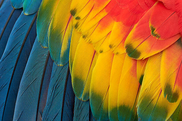 Poster Colorful Macaw Plumage