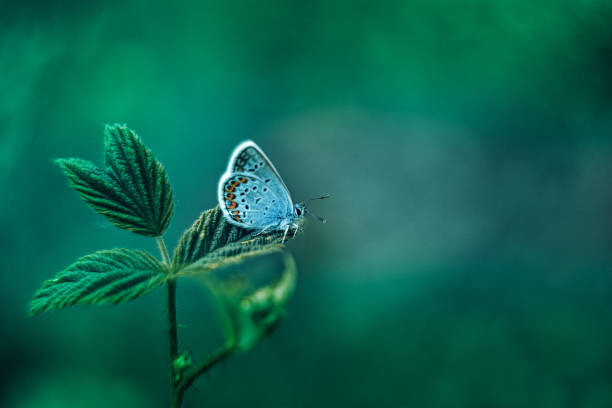 Poster Common Blue Butterfly on Green Nature