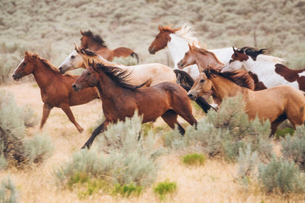 Poster Cowboy Lifestyle in Utah