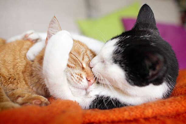 Плакат cuddly cat couple kissing