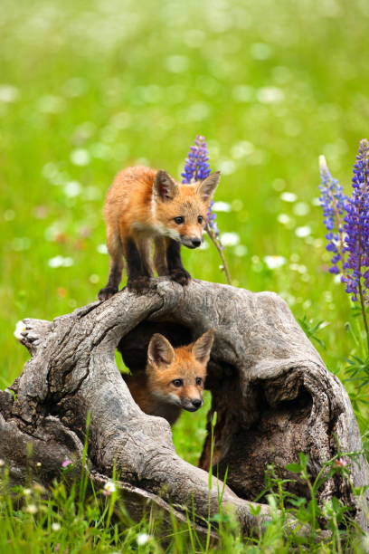 Poster Cute red fox pups play in field of flowers