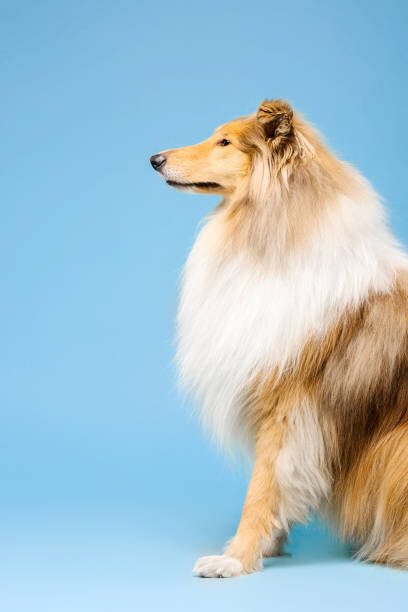 Плакат Cute Rough Collie dog on blue background