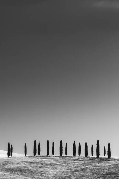Плакат Cypress Trees, Tuscany
