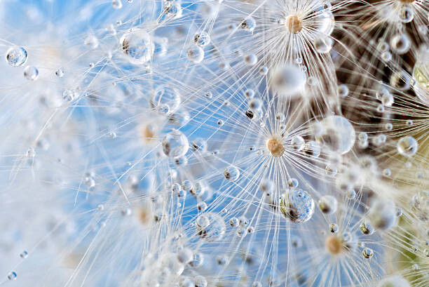 Poster Dandelion and dew drops - Abstract