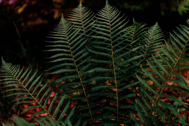Poster Dark green fern foliage in the forest