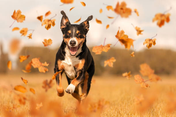 Poster Dog jumping in autumn leaves
