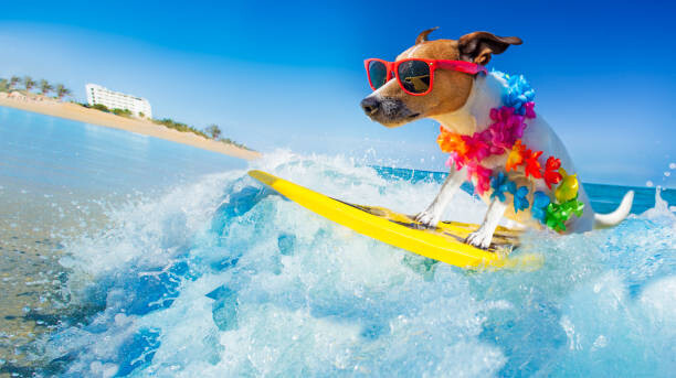 Poster dog surfing on a wave