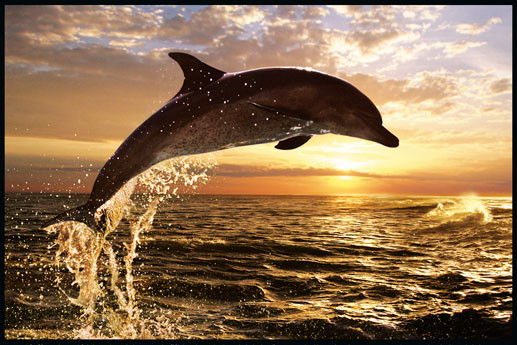 Dolphin Sunset - steve bloom Poster | Sold at Europosters