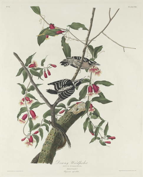 Poster Downy Woodpecker, 1831
