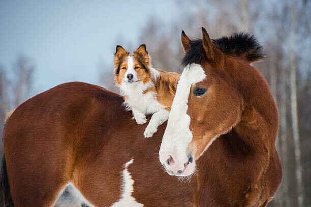 Плакат Draft horse and red border collie dog