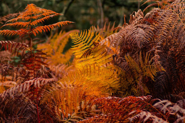 Poster dry ferns in a forest in fall