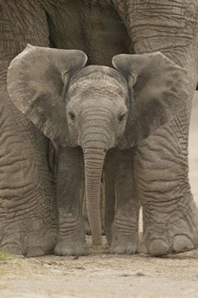 Elephant - large ears Poster | Sold at Europosters