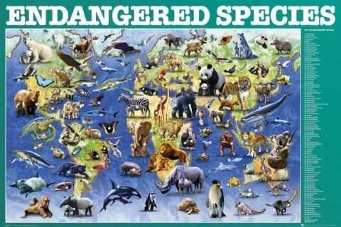 endangered species poster