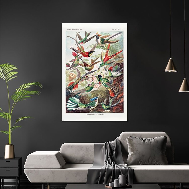 Poster Ernst Haeckel - Kolibris