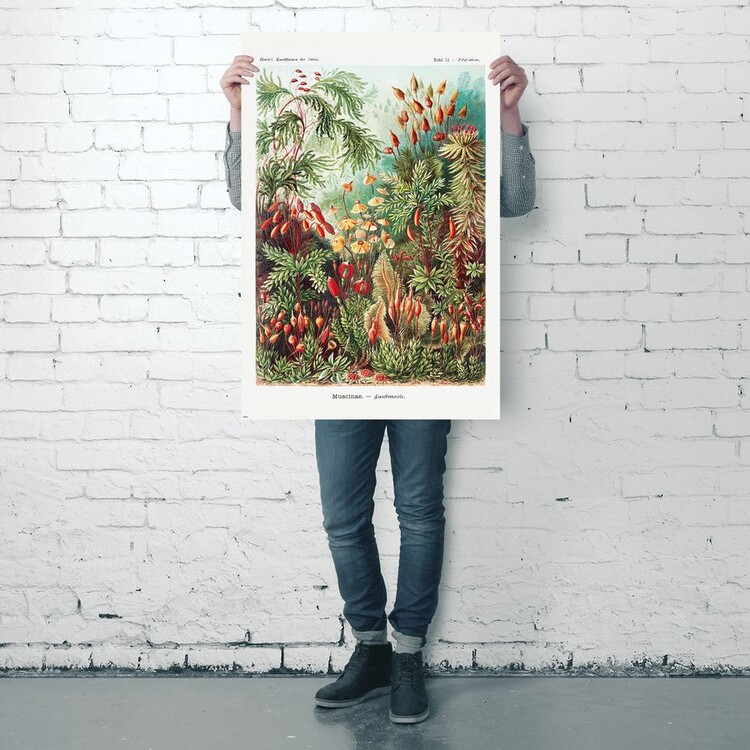 Poster Ernst Haeckel - Laubmoose