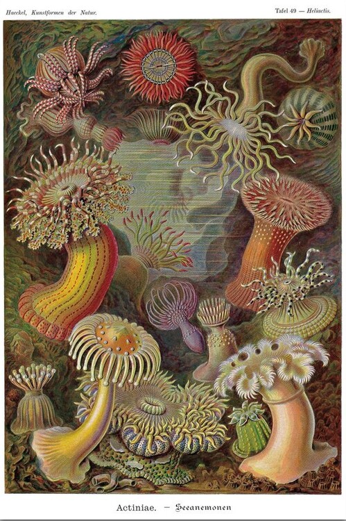Poster Ernst Haeckel - Seeanemonen