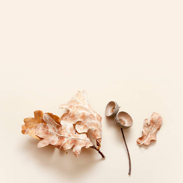 Poster Fallen oak leaves and acorn caps on a beige background. Autumn monochrome concept with copy space