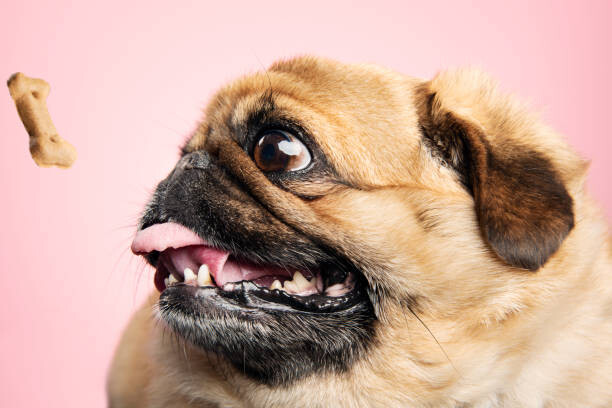 Poster Fat dog being teased with a biscuit.