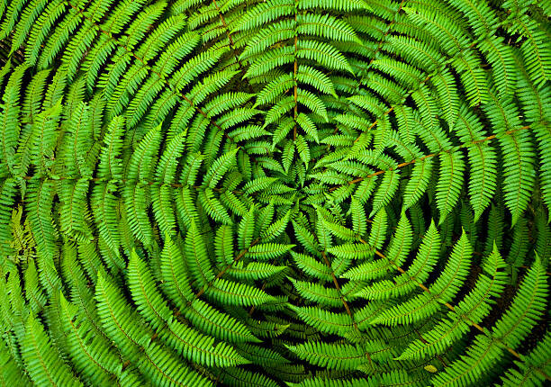 Poster Fern Circle Background