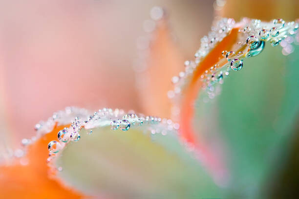 Poster Flower underwater with oxygen bubbles on