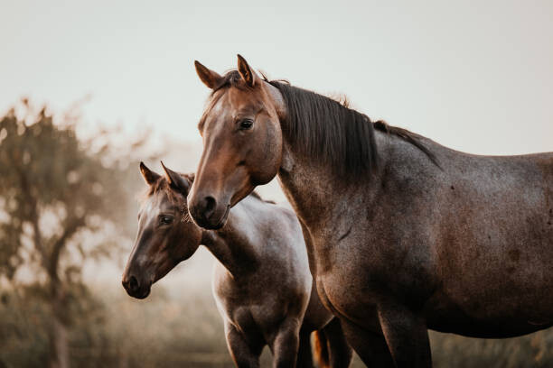 Poster Fohlen mit Mutter Stute Pferde Quarter Horse