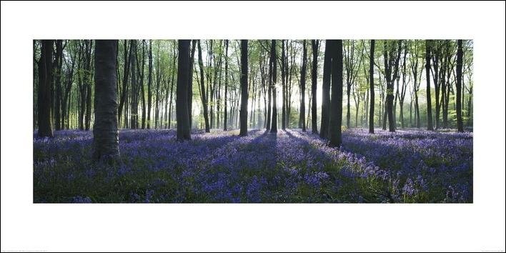 Forest - Blue Art Print