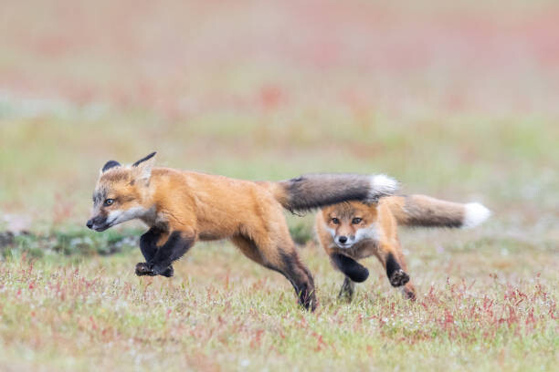 Poster Fox kit chase