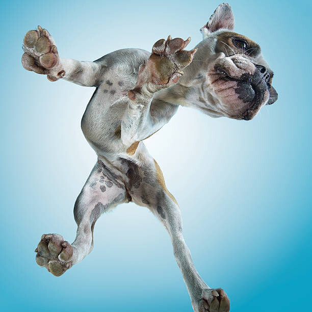 Poster French Bulldog Dancing