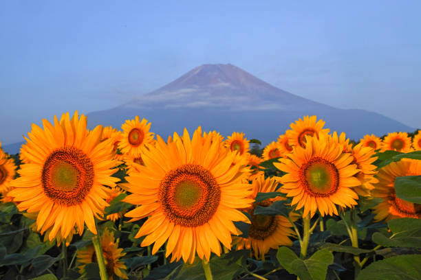 Poster Fuji and sunflower