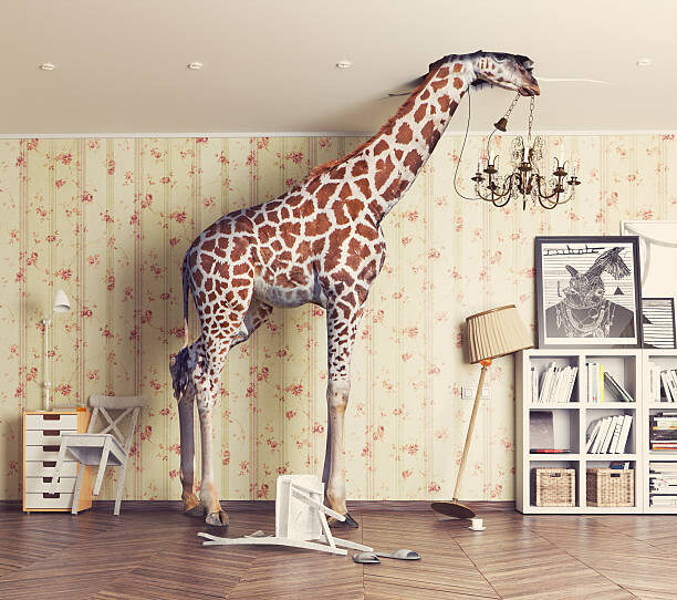 Плакат giraffe  in the living room