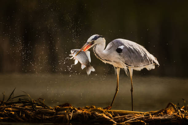 Poster Gray heron catching fish in wilderness.