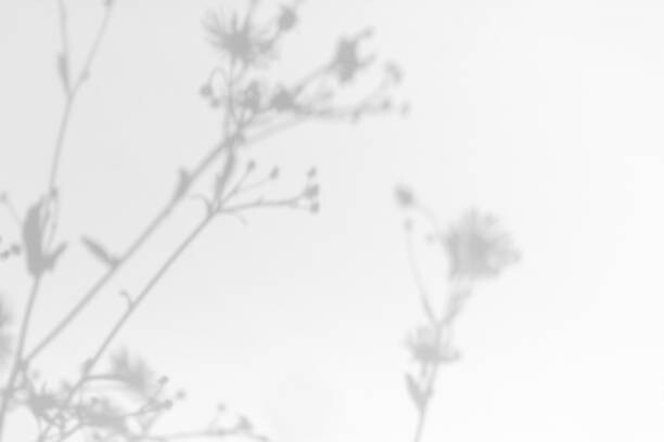 Poster Gray shadows of grass and flowers on white wall