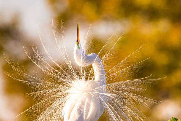 Poster Great Egret Displaying Breeding Plumage in