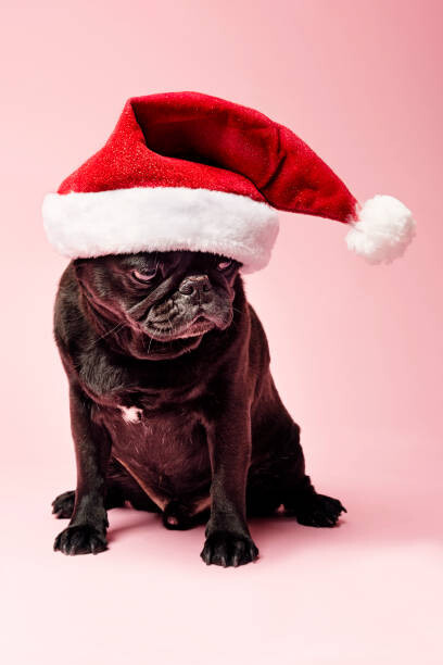 Poster Grumpy Pug Wearing a Christmas Hat