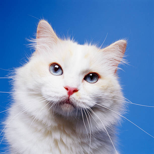 Плакат Head of White Cat