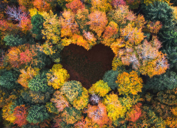 Poster Heart Shape In Autumn Forest