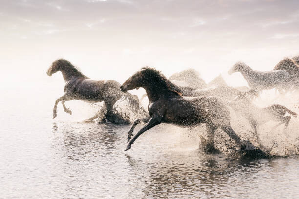 Poster Herd of Wild Horses Running in Water