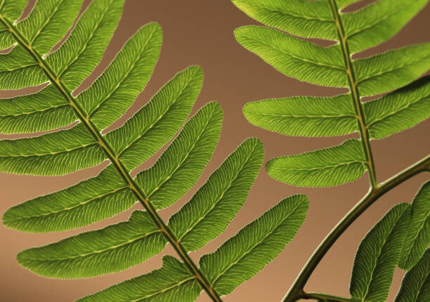 Poster Highlighted leaf veins on fern fronds