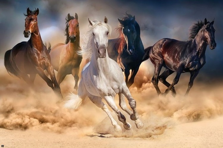 Poster Horses – Five horses