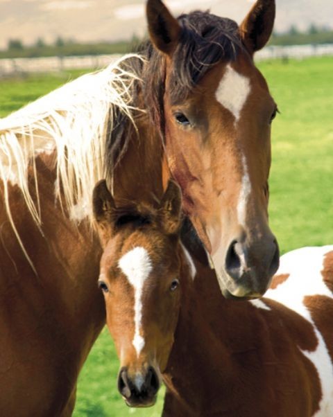 Mare & Foal - horses Poster, Plakat | Kaufen bei Europosters