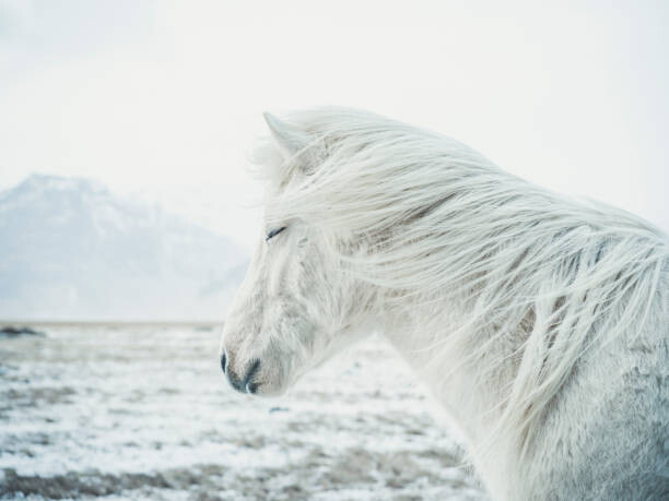 Poster Icelandic Horse