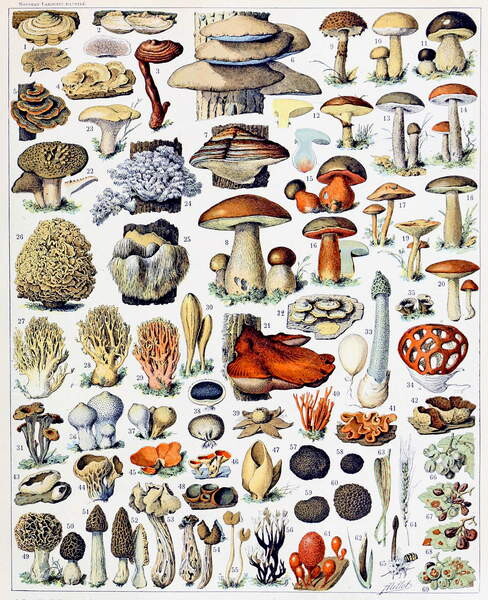 Poster Illustration of  Mushrooms  c.1923