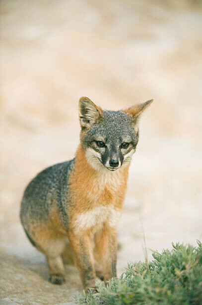 Poster Island Fox (Urocyon littoralis)