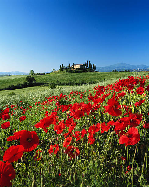 Poster Italy, Tuscany, Val d'Orcia, farmhouse on