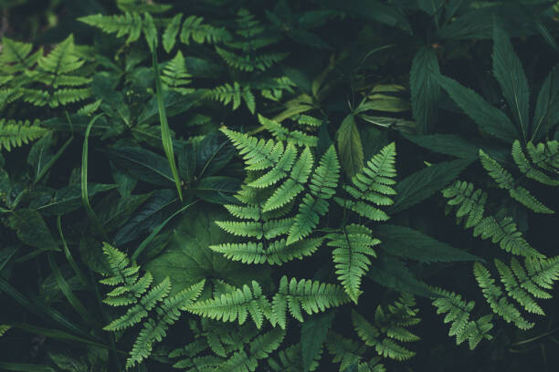 Poster Jungle leaves background