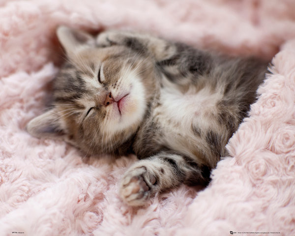 Cat Sleeping Cute Funny Animal Pet Kitten Gift Keychain 