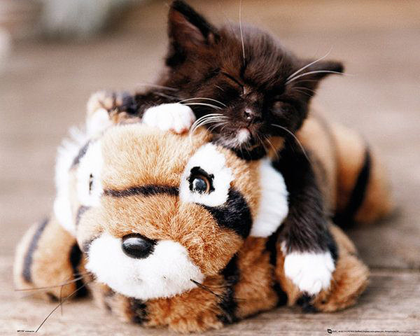 Poster Kitten - Toy Tiger