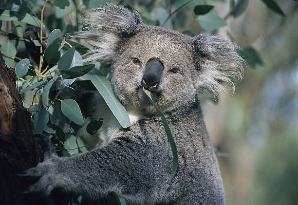 Poster Koala eating gum leaves