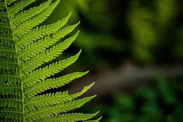 Poster leaf of a fern