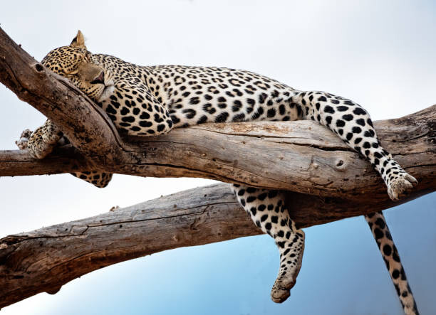 Poster Leopard Lying in Tree Against Blue